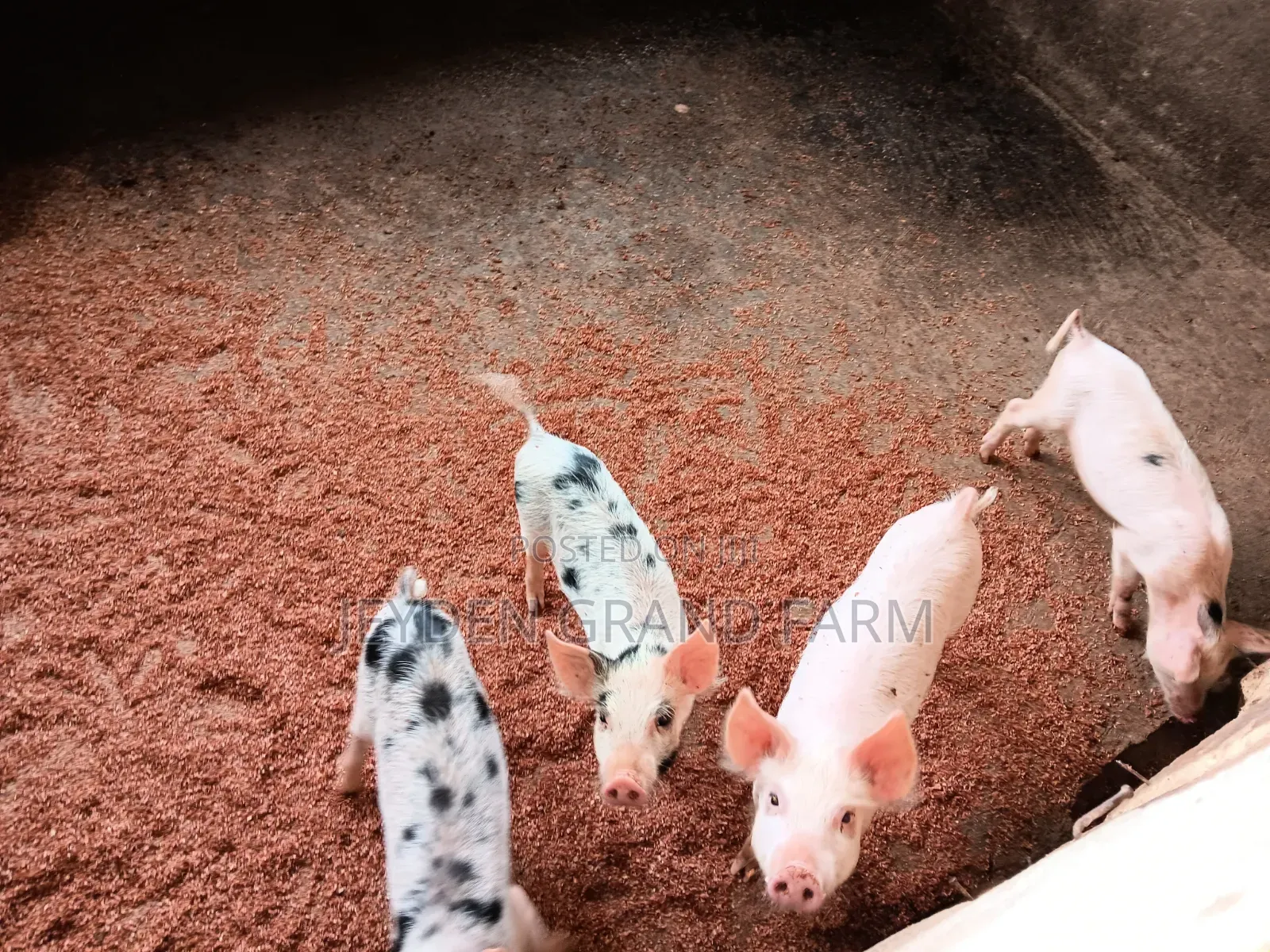 Pigs and Pig Farm for Sale