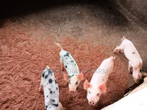 Pigs and Pig Farm for Sale