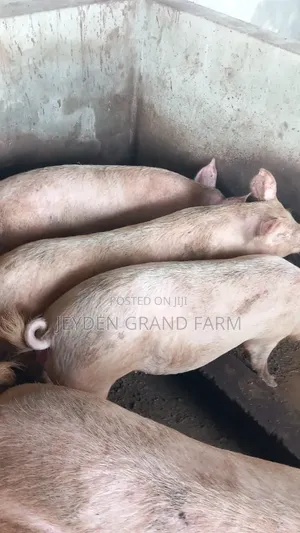 Pigs and Pig Farm for Sale