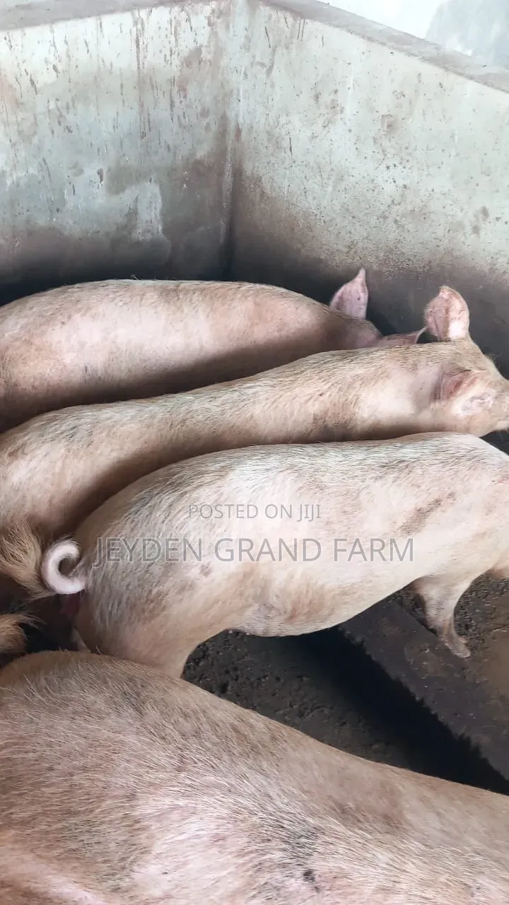 Pigs and Pig Farm for Sale