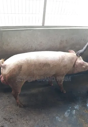 Pigs and Pig Farm for Sale