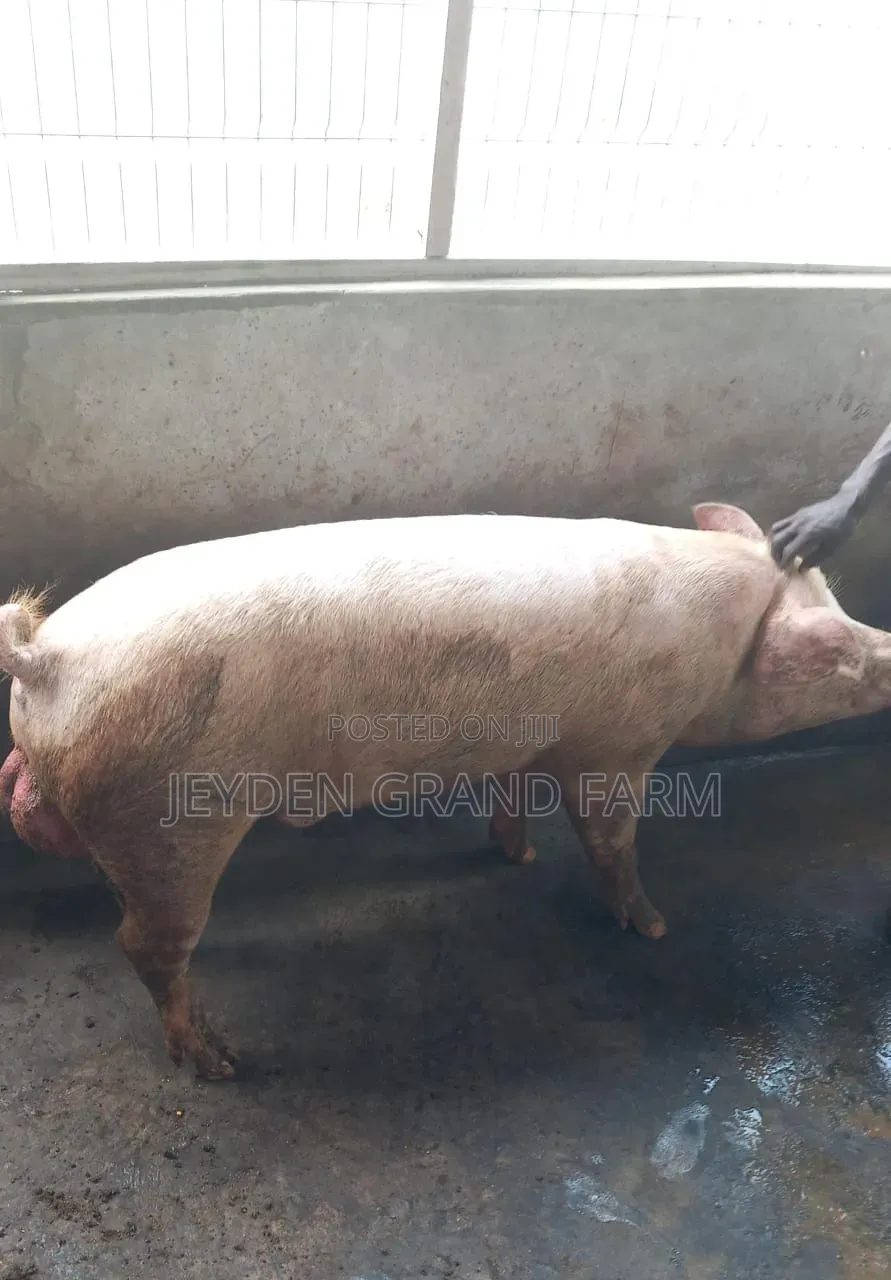 Pigs and Pig Farm for Sale
