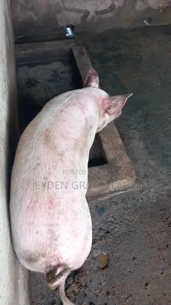 Pigs and Pig Farm for Sale