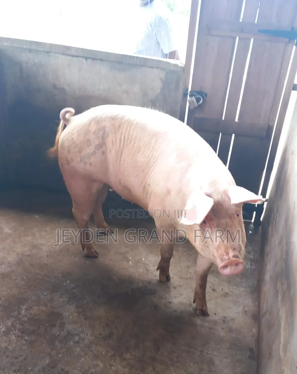 Pigs and Pig Farm for Sale