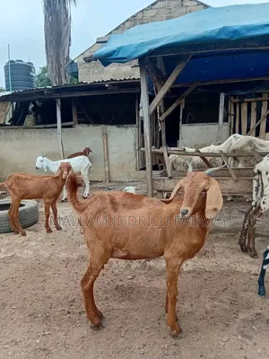 Goat for Sale