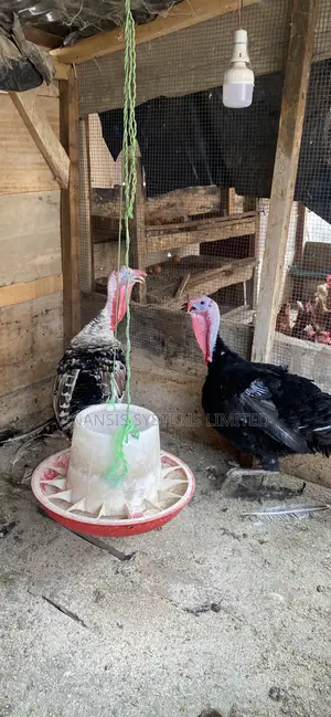 Turkey for Sale
