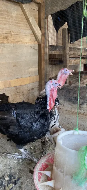 Turkey for Sale
