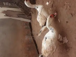Male Muscovy Ducks