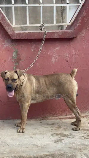 6-12 months Male Purebred Boerboel