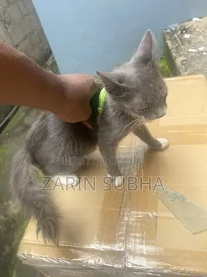 1-3 months Male Mixed Breed Maine Coon