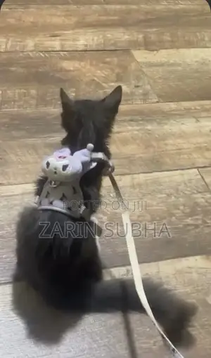 1-3 months Male Mixed Breed Maine Coon