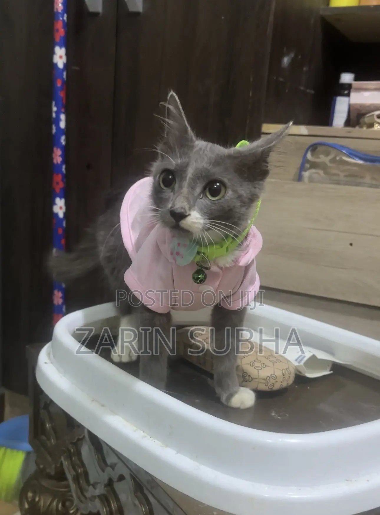 1-3 months Male Mixed Breed Maine Coon