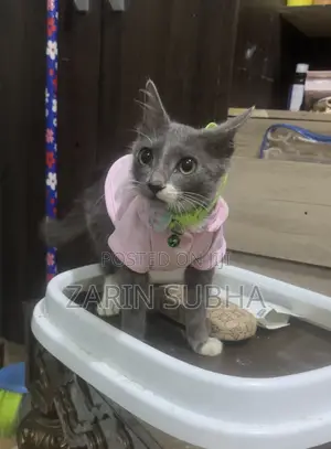 1-3 months Male Mixed Breed Maine Coon