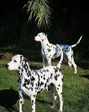 Dalmatian Male Available for Crossing/Mating/Stud Services