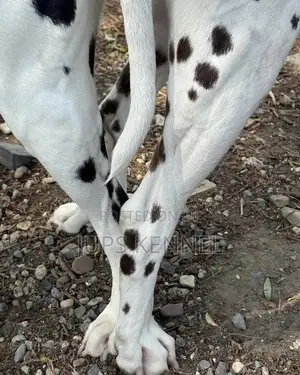Dalmatian Male Available for Crossing/Mating/Stud Services