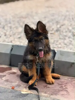 1-3 months Male Purebred German Shepherd