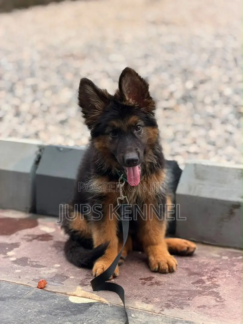 1-3 months Male Purebred German Shepherd
