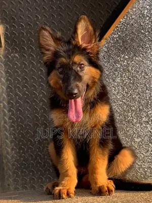 1-3 months Female Purebred German Shepherd