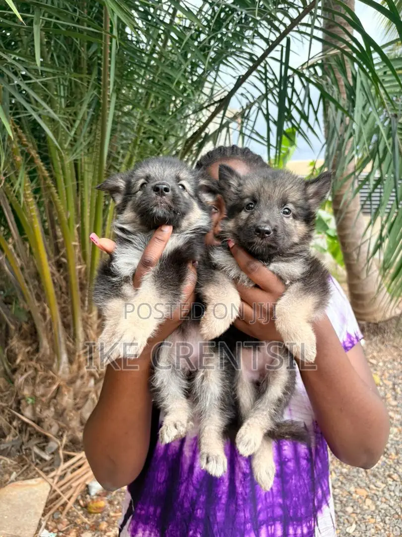 1-3 months Female Purebred German Shepherd