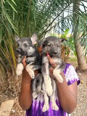 1-3 months Male Purebred German Shepherd