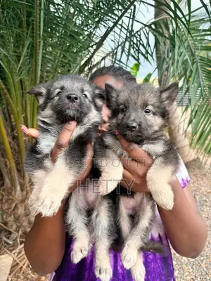1-3 months Male Purebred German Shepherd