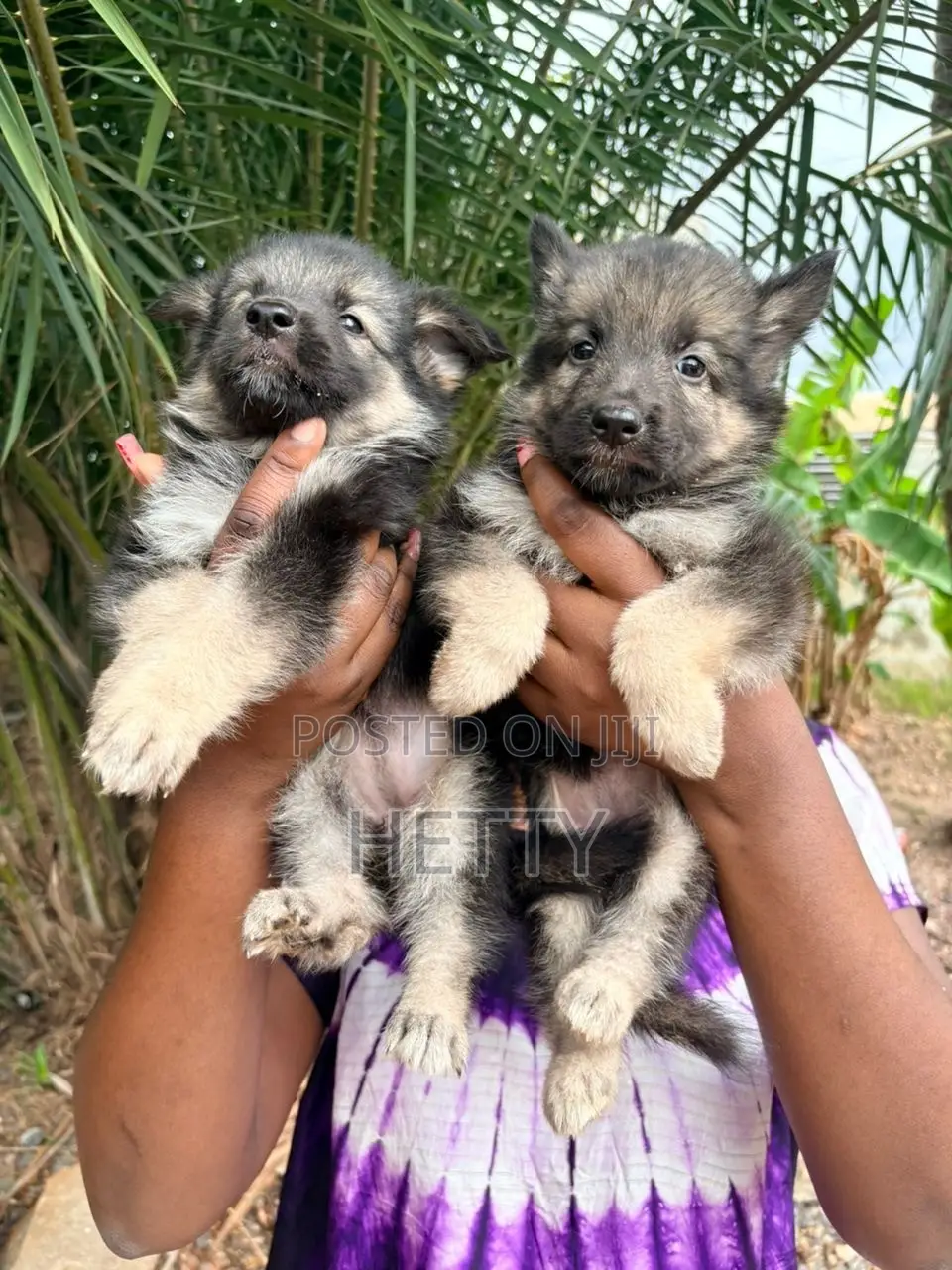 1-3 months Male Purebred German Shepherd