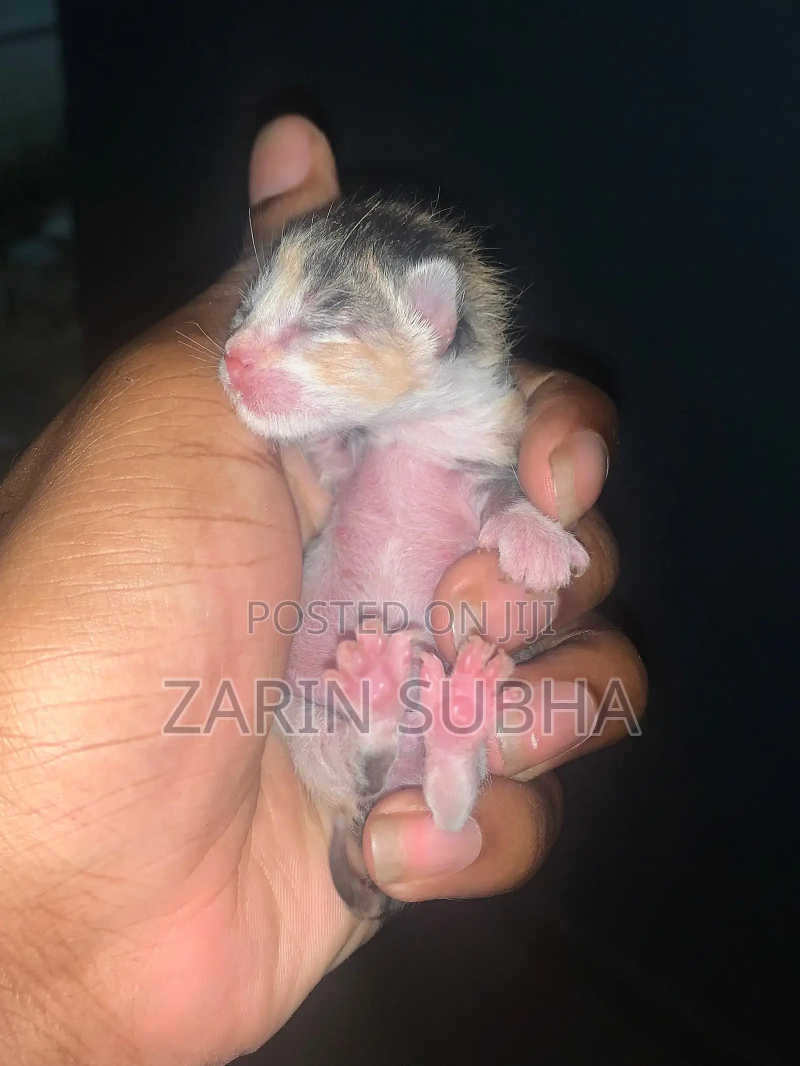0-1 month Male Mixed Breed Maine Coon