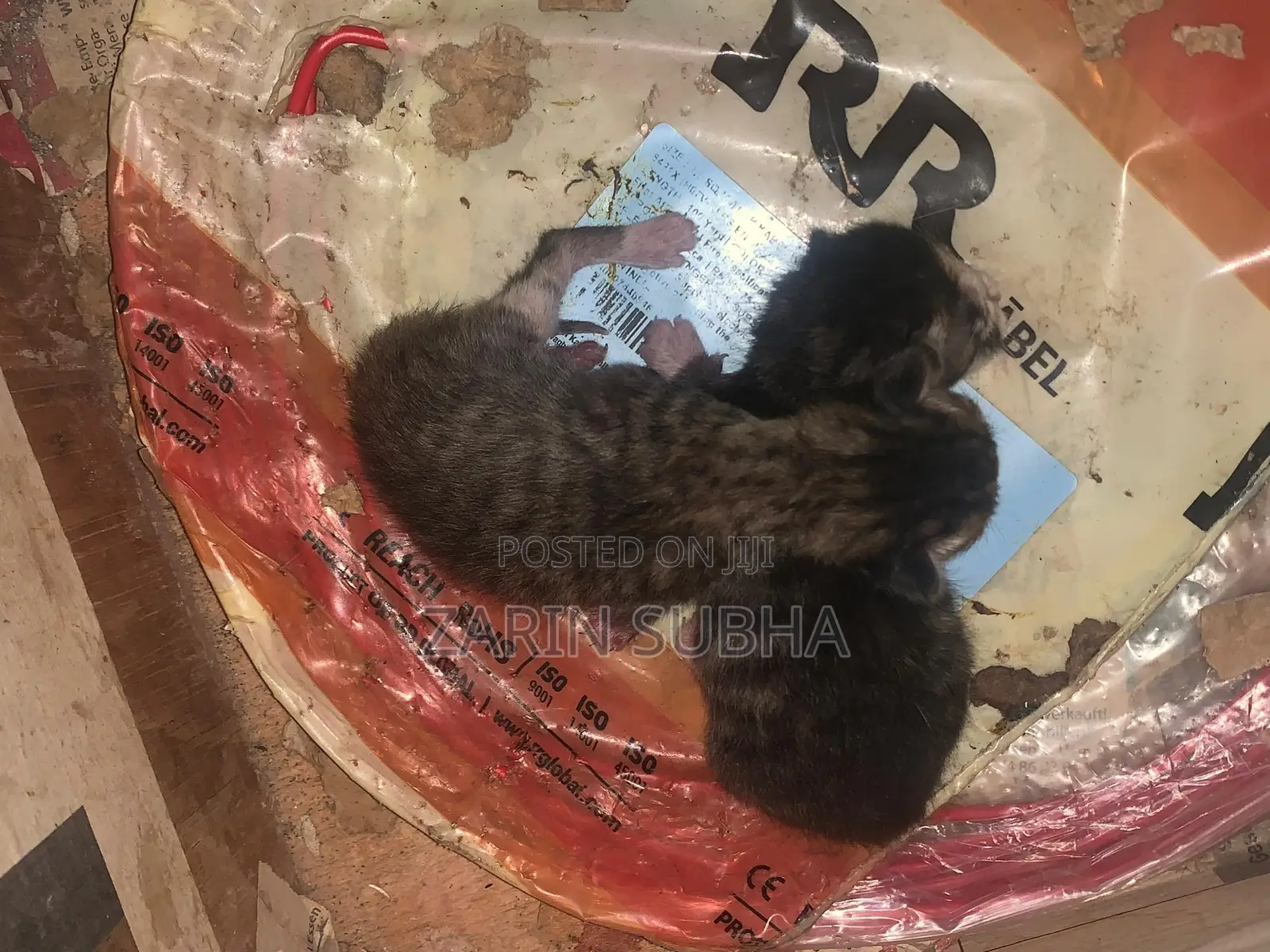 0-1 month Male Mixed Breed Maine Coon