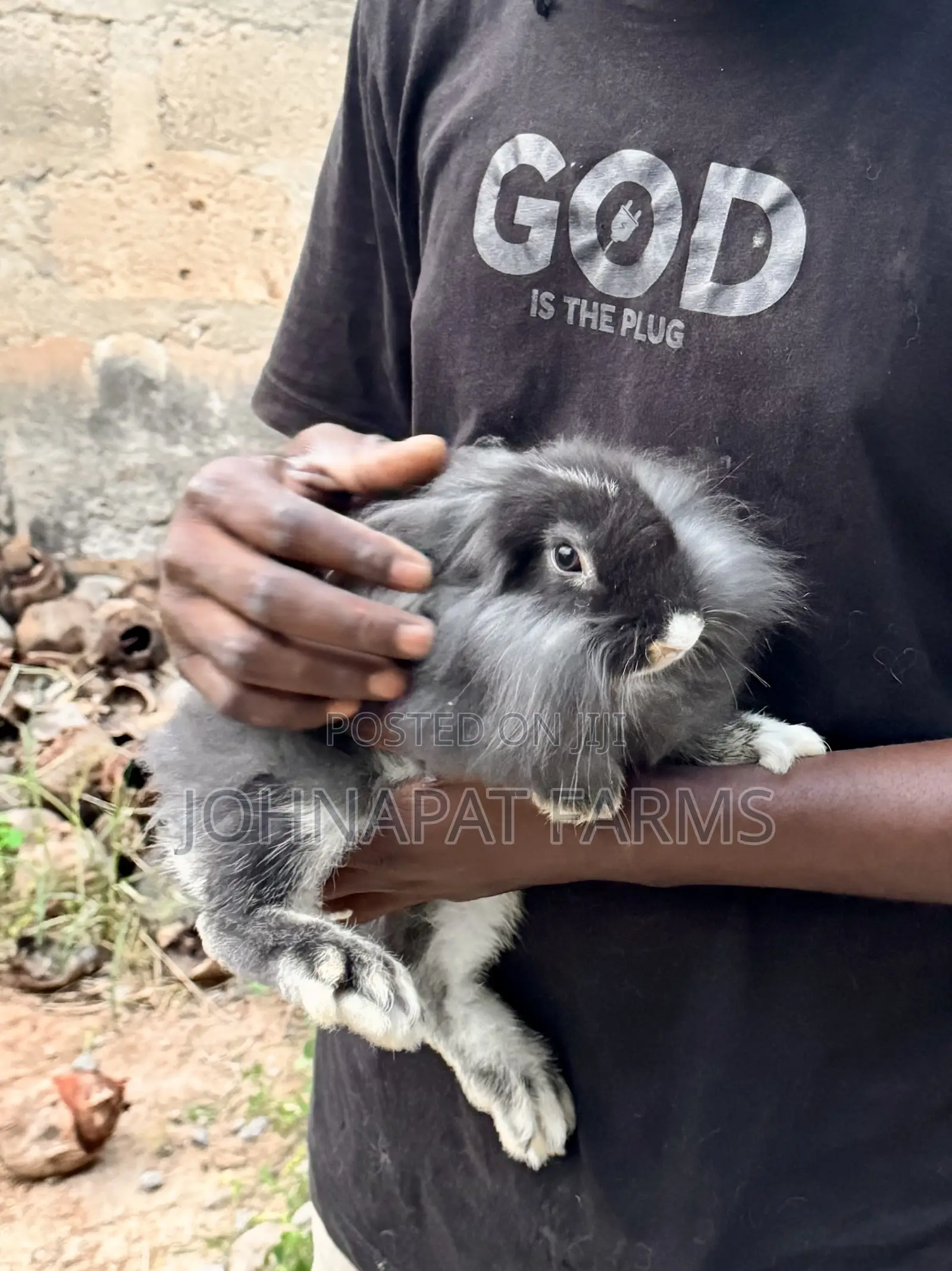 Pet Rabbits