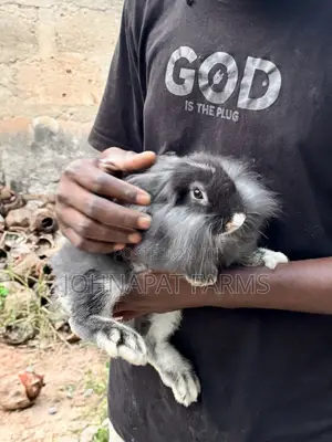 Pet Rabbits