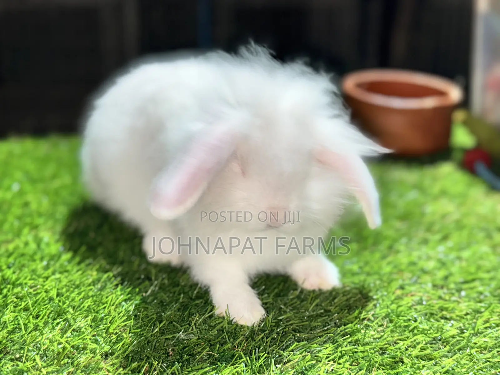Pet Rabbits