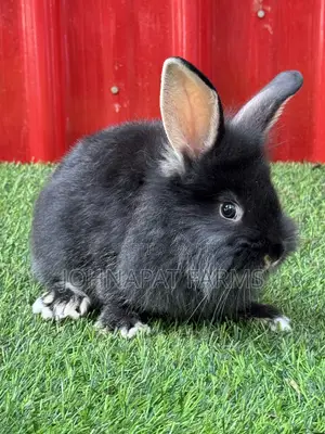 Pet Rabbits