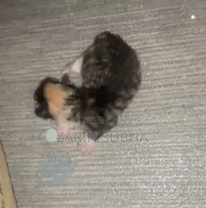 0-1 month Male Mixed Breed Maine Coon