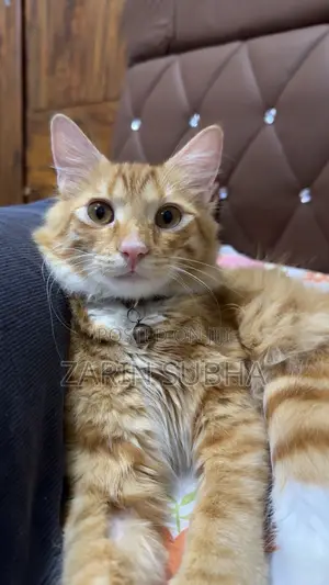 3-6 months Male Purebred Maine Coon
