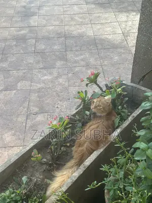 3-6 months Male Purebred Maine Coon