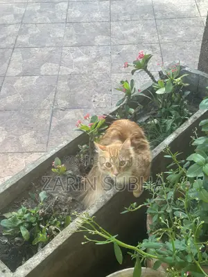3-6 months Male Purebred Maine Coon