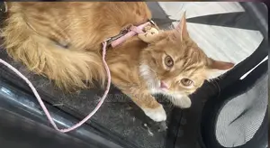3-6 months Male Purebred Maine Coon