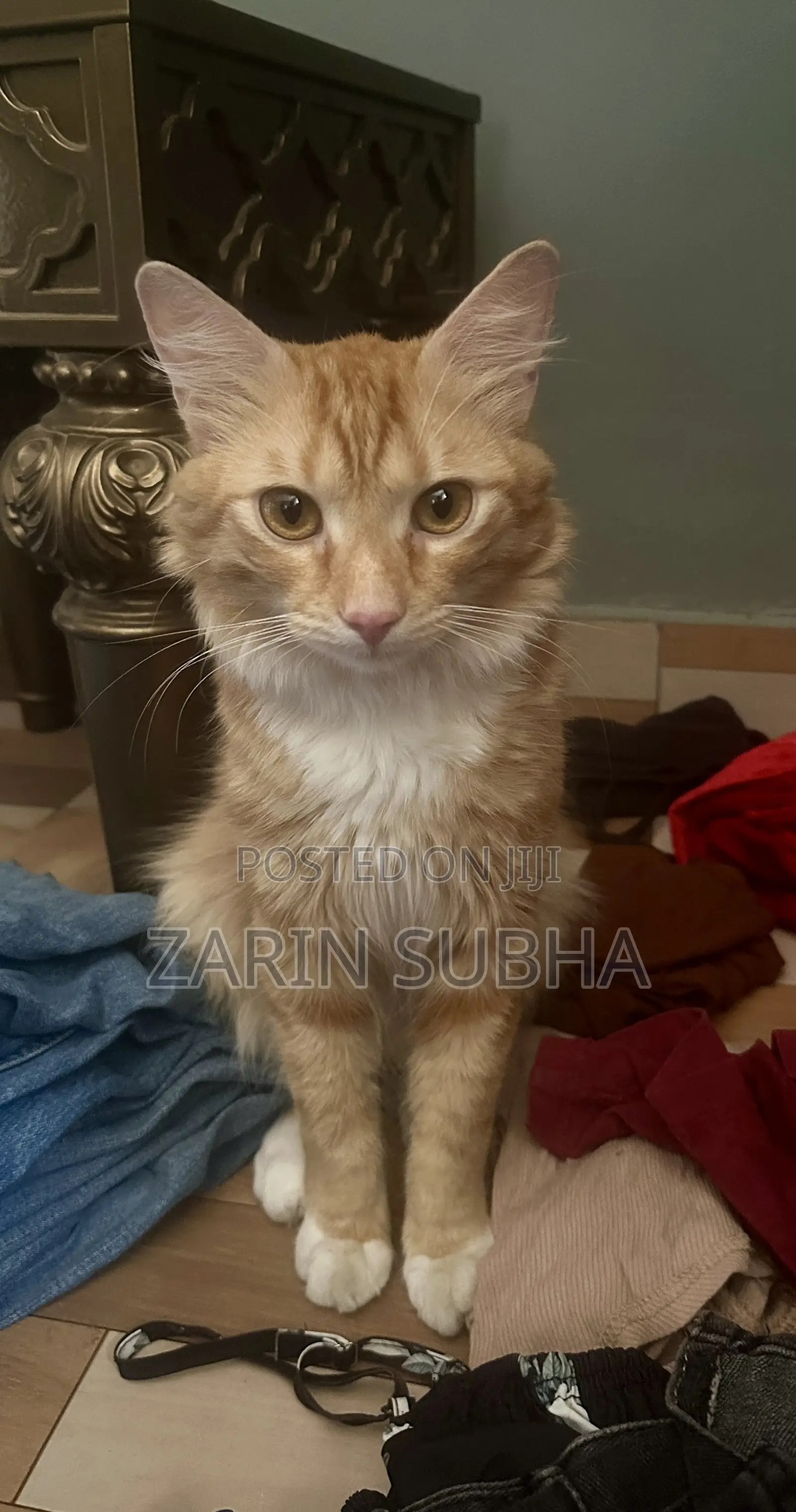 3-6 months Male Purebred Maine Coon