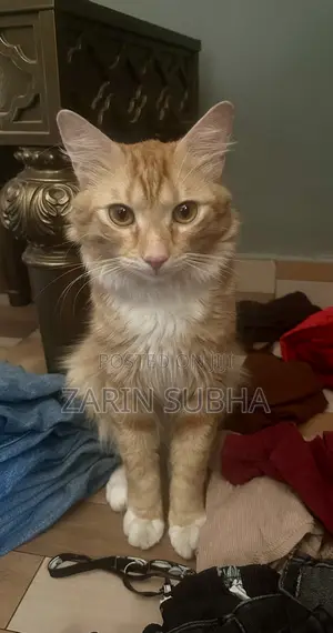 3-6 months Male Purebred Maine Coon