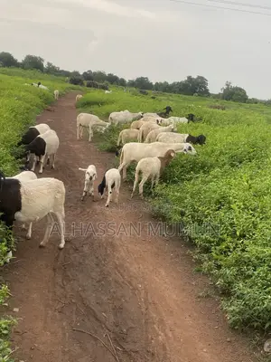 The Sheep Are Available for Sale