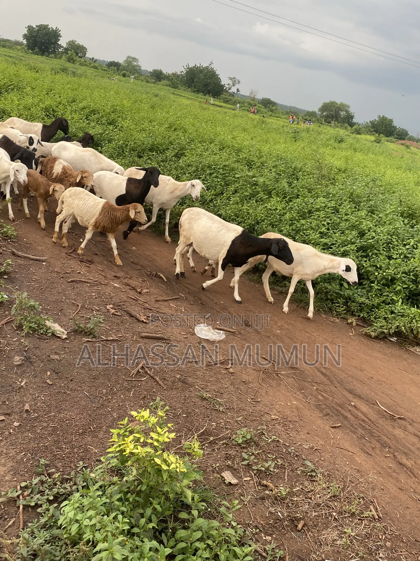The Sheep Are Available for Sale