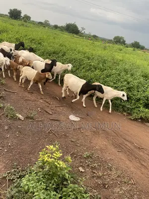 The Sheep Are Available for Sale