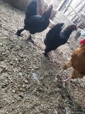Poultry Farm