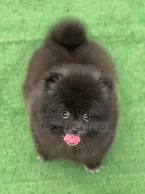 1-3 months Male Purebred Pomeranian
