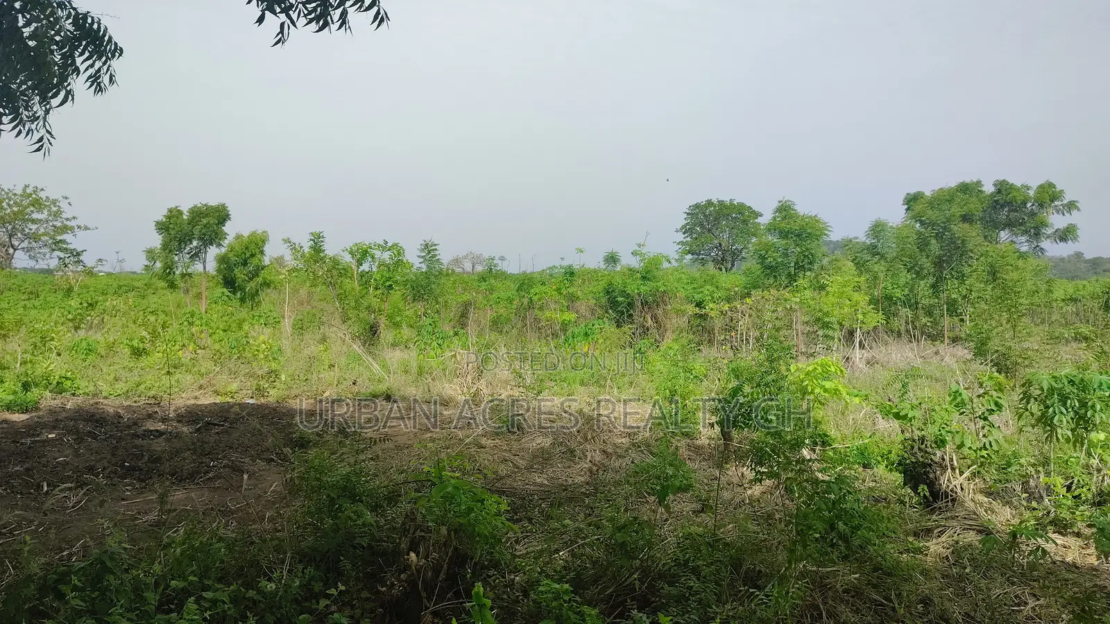 VOLTA REGION, HO (ABUTIA) _ 50+ Acres Farmland