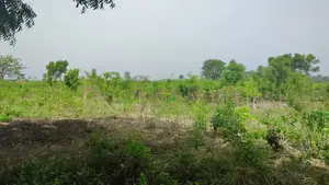 VOLTA REGION, HO (ABUTIA) _ 50+ Acres Farmland
