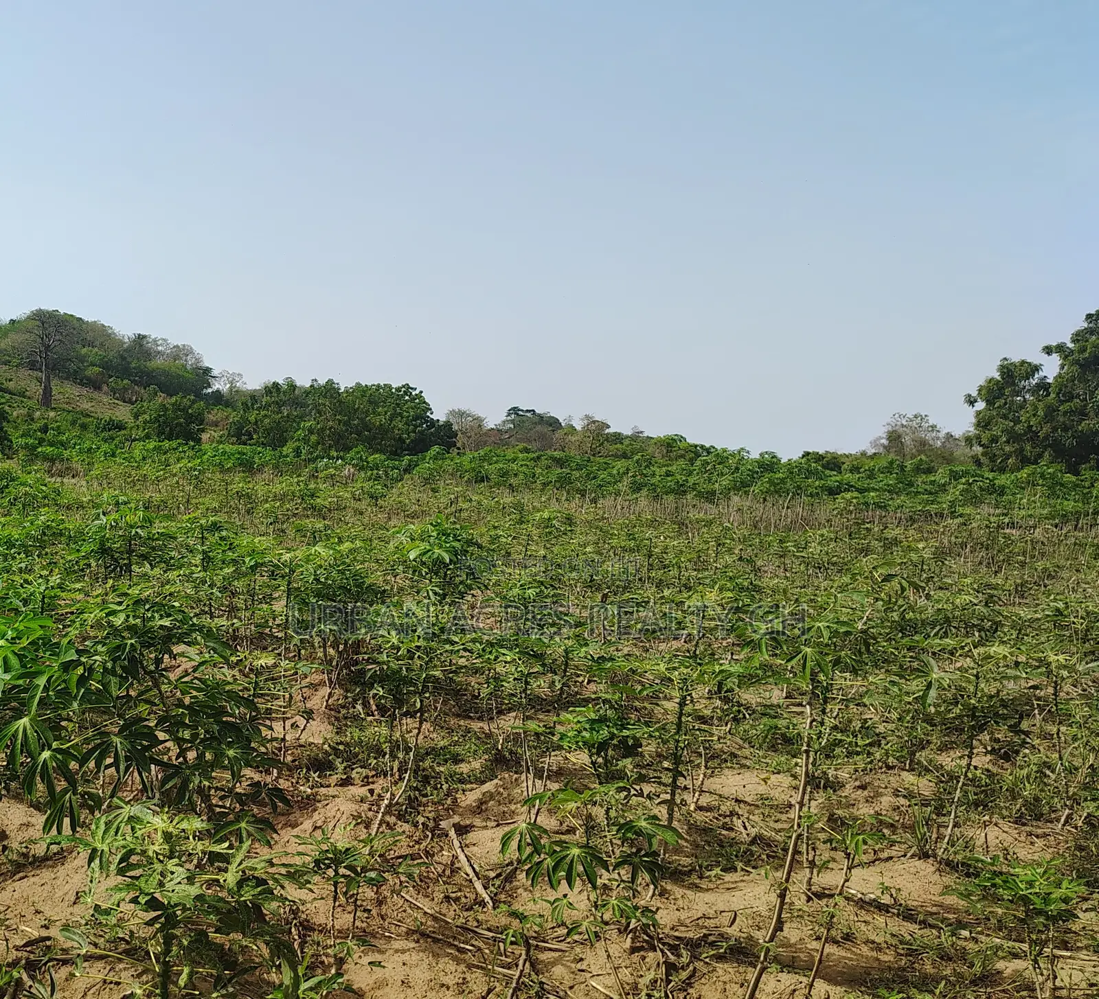 VOLTA REGION, HO (ABUTIA) _ 50+ Acres Farmland
