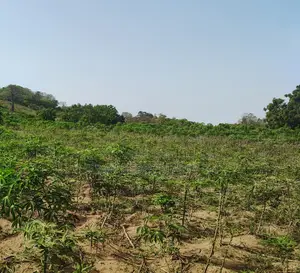 VOLTA REGION, HO (ABUTIA) _ 50+ Acres Farmland
