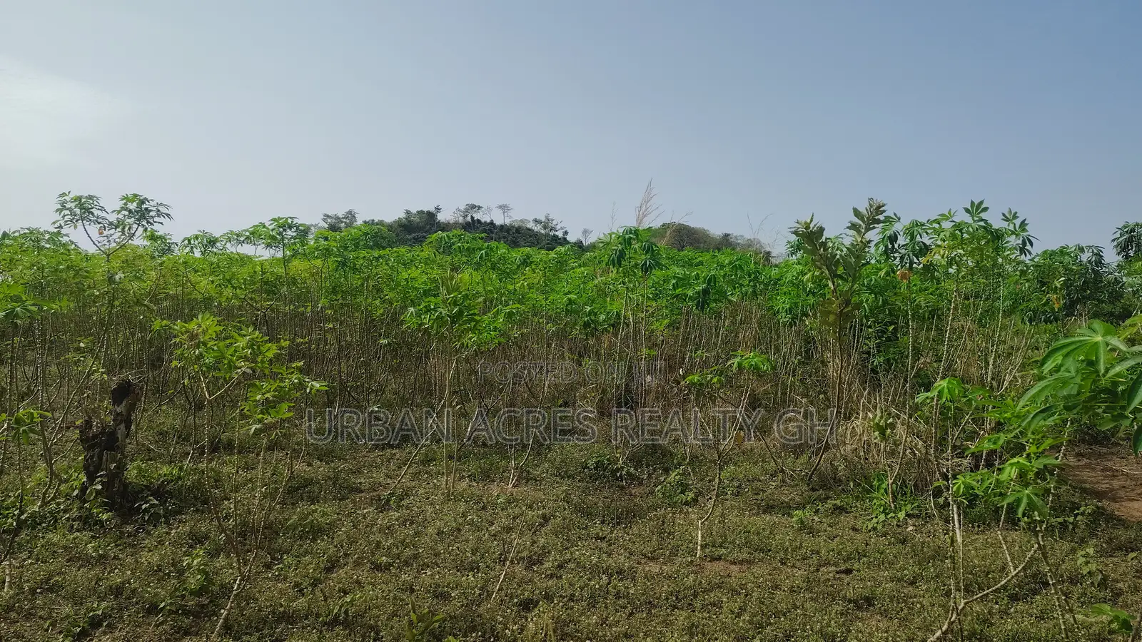 VOLTA REGION, HO (ABUTIA) _ 50+ Acres Farmland