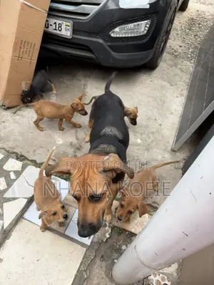 1+ year Female Mixed Breed Dog